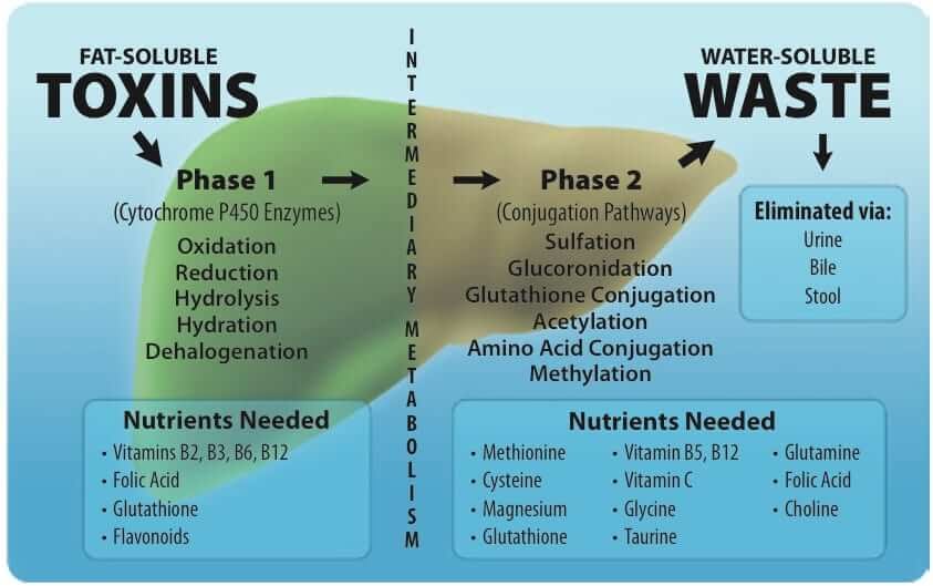 Phase 1 and 2 Liver Detox Process