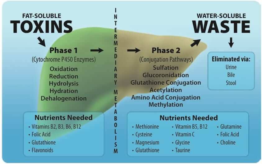 Phase 1 and 2 Liver Detox Process